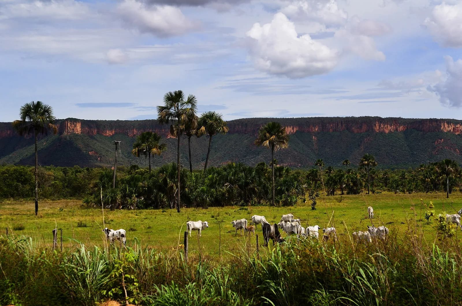 Fazenda 120 hectares de pasto formado – foto 1 de 3