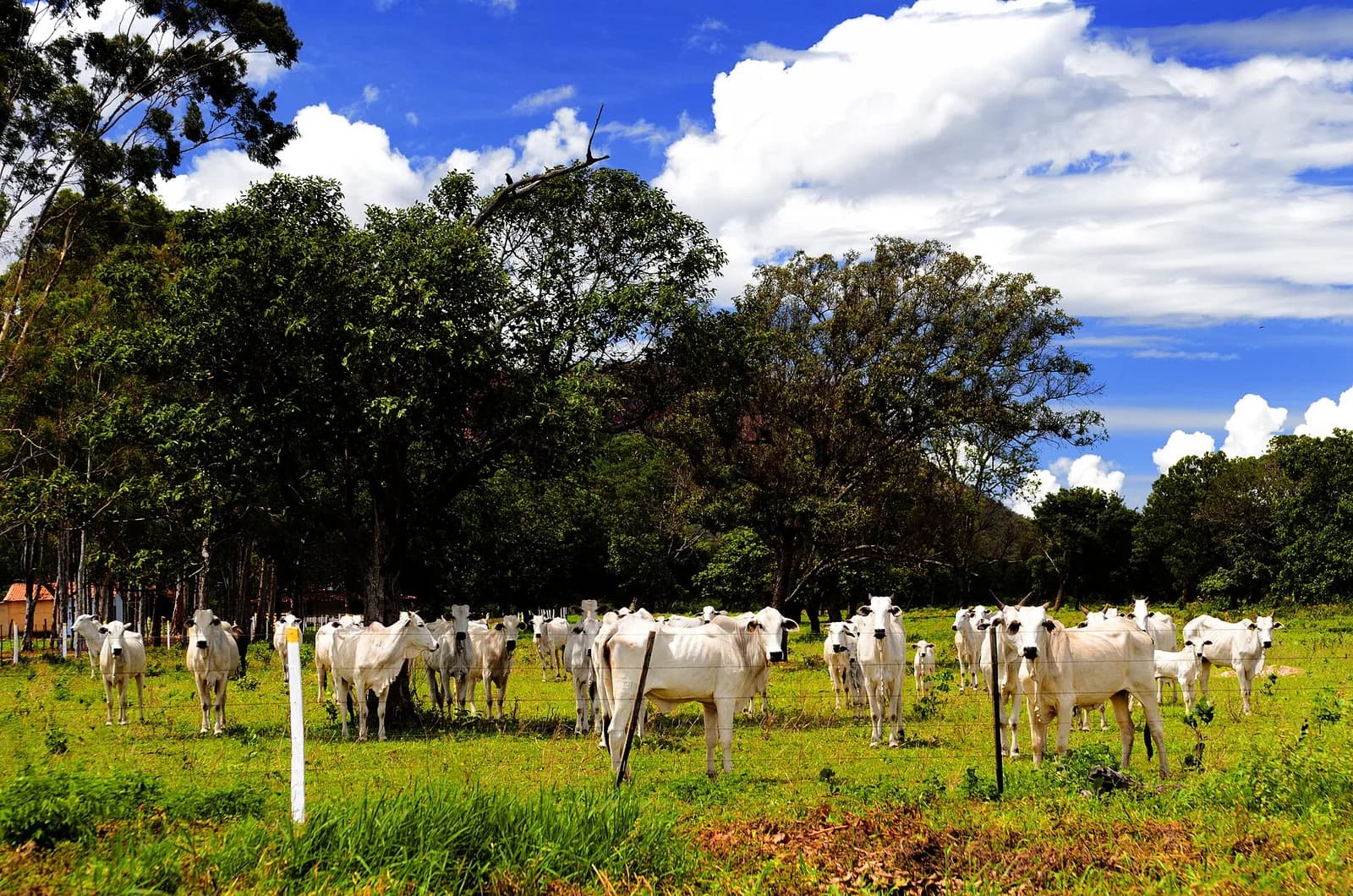 Fazenda 120 hectares de pasto formado – foto 3 de 3
