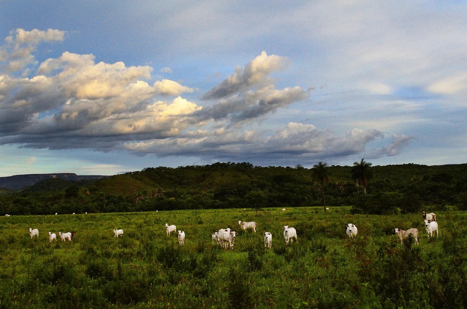 Fazenda 120 hectares de pasto formado – foto 2 de 3
